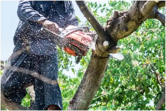 tree services Brackenridge